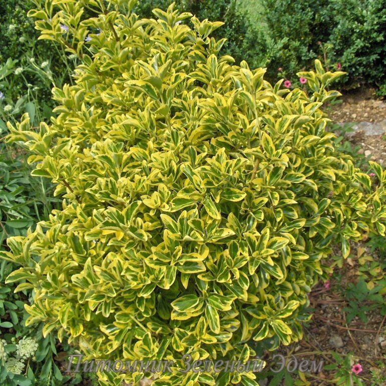 Бруслина японська Aureomarginatus, Р9 (0,7л)