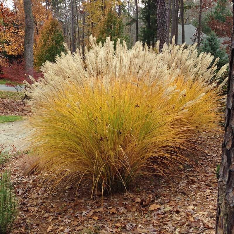 Мискантус зимой. Gracillimus Miscanthus grass. Мискантус грацимулюс. Мискантус прямостоячий. Мискантус желтый.