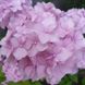 Гортензия крупнолистная Bouquet Rose, С1 (1л)