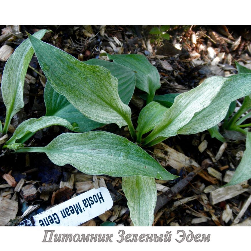 купить Хоста Mean Gene