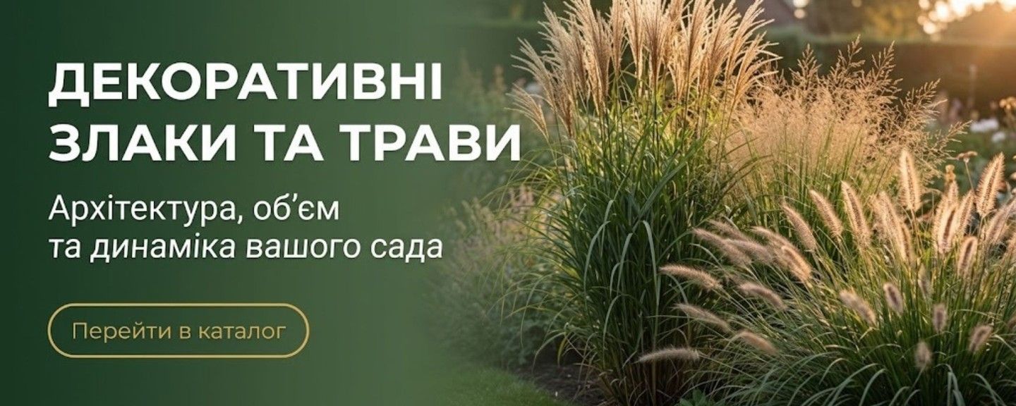 ДЕКОРАТИВНИЕ ТРАВИ