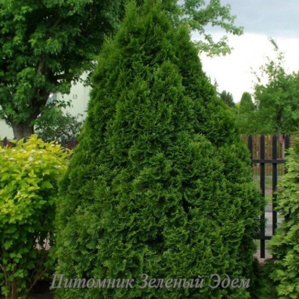 купити Туя західна Holmstrup