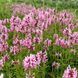 купить Чистец розовый Сotton Сandy
