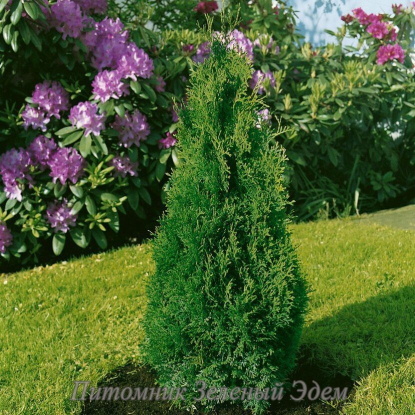купити Туя західна Holmstrup