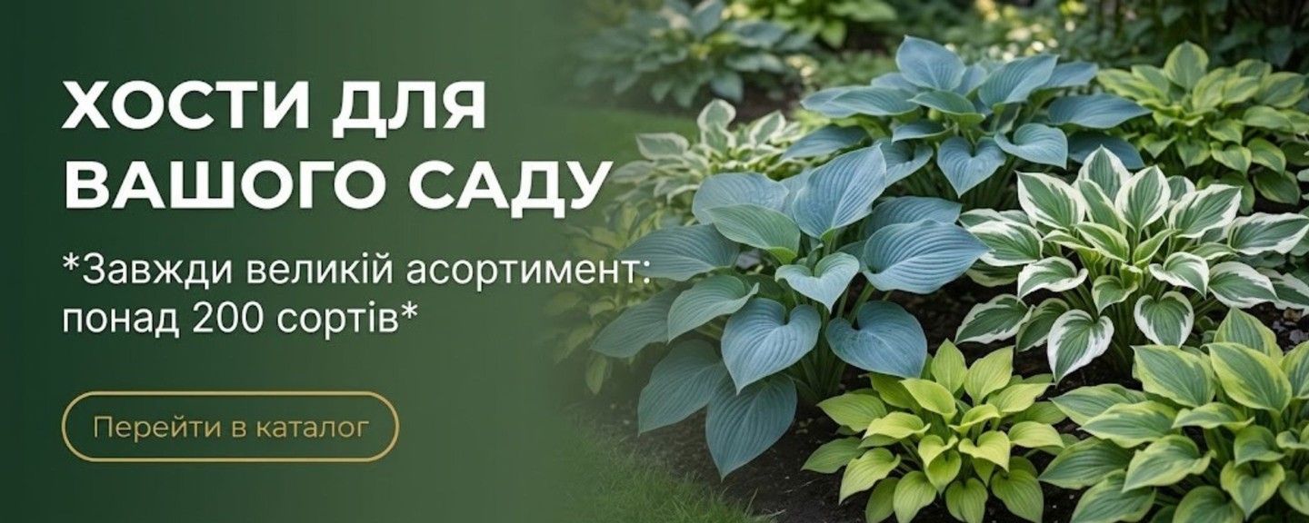хосты