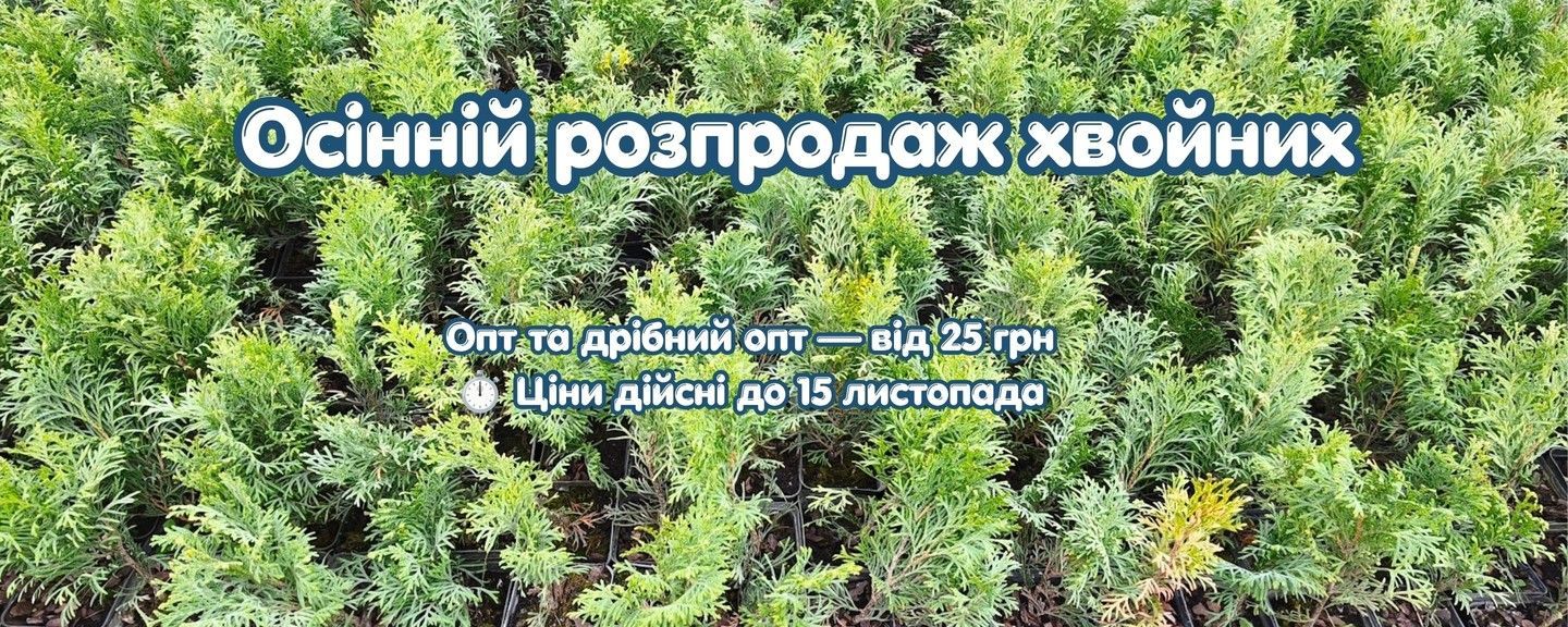 Осінній розпродаж хвойних