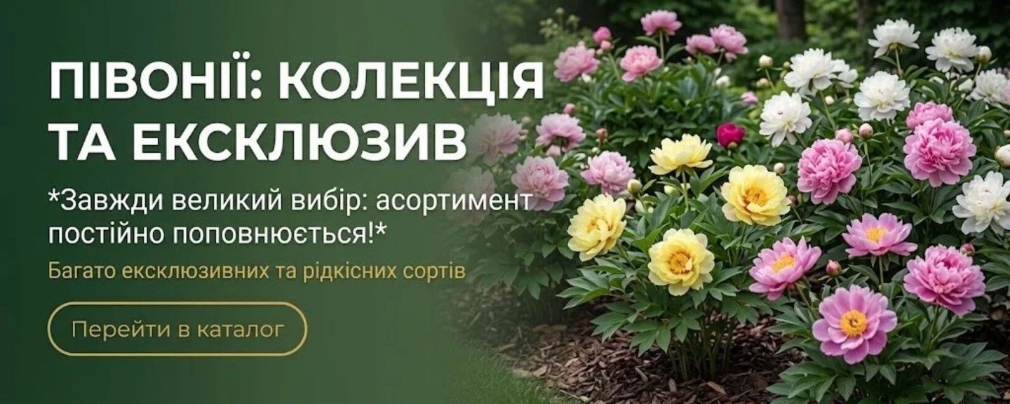 півонії 2024