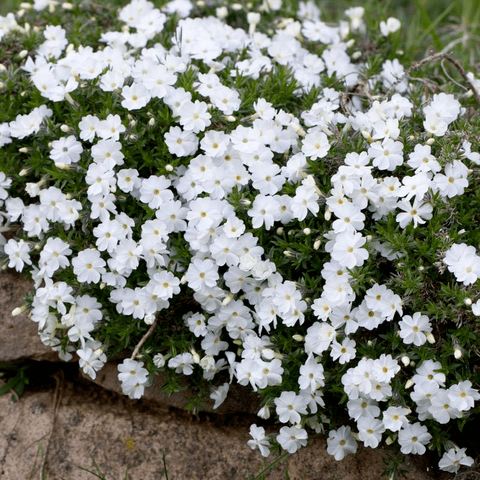 Флокс Дугласа (Phlox douglfsii Red Admiral)