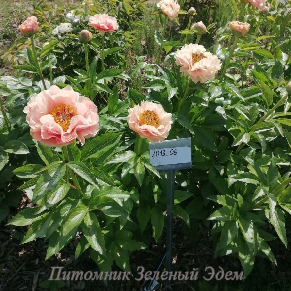 купить Пион Senta