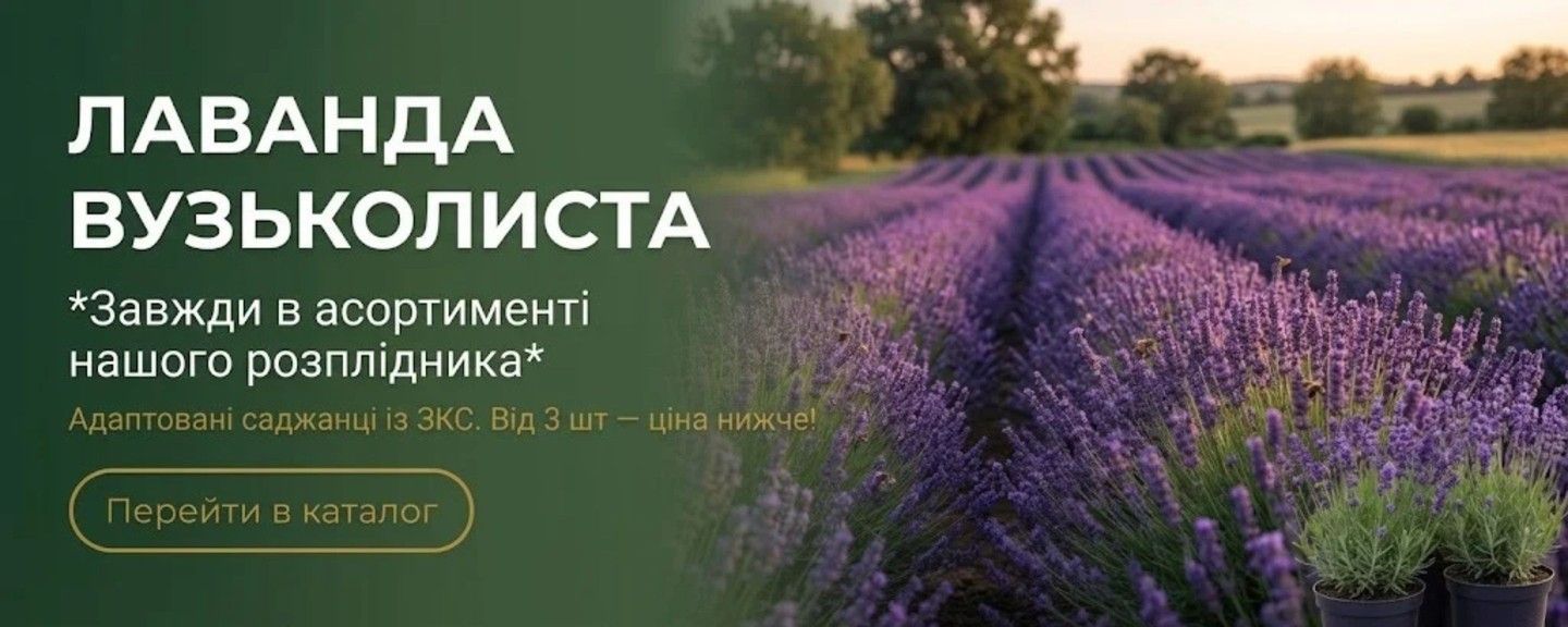 лаванда