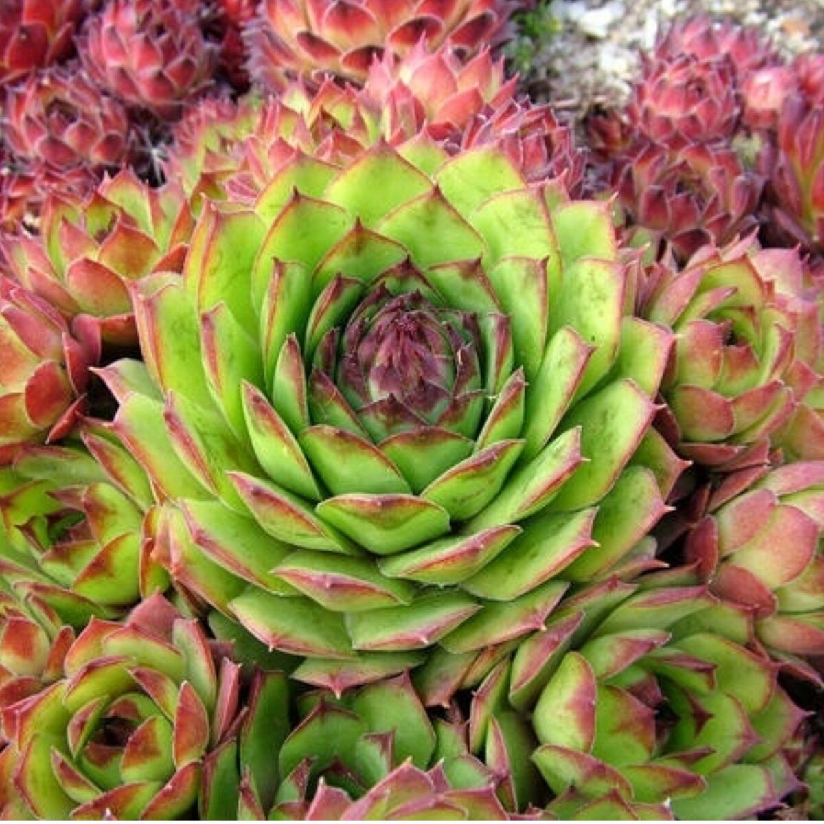 Молодило. Молодило (Sempervivum). Молодило, «каменная роза» (Sempervivum). Семпервивум молодило. Молодило Sempervivum Cassiopea.