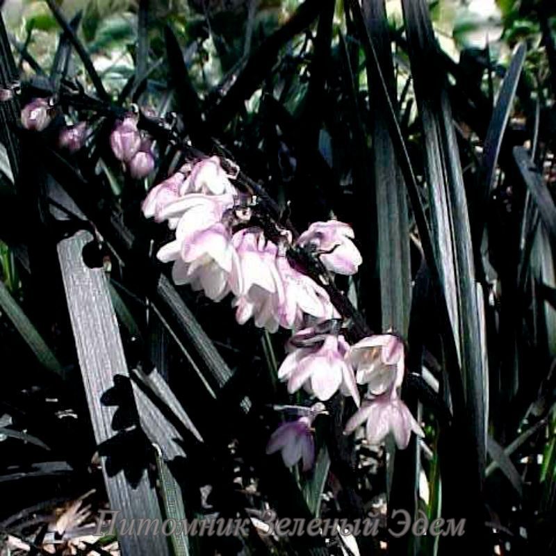купити Офіопогон плоскострілий Niger