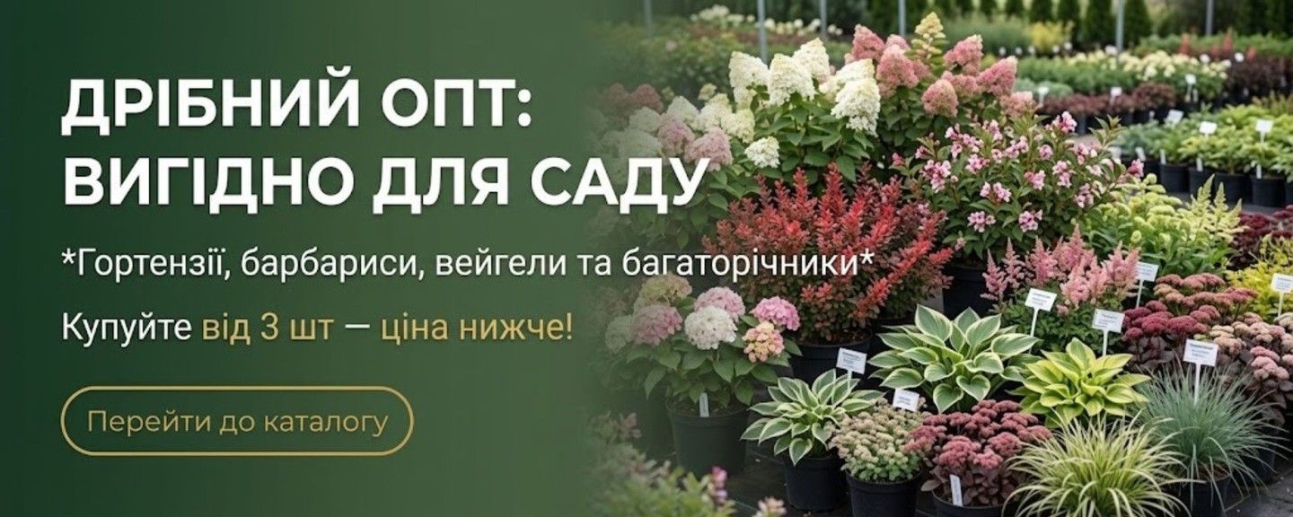 ОПТ 24