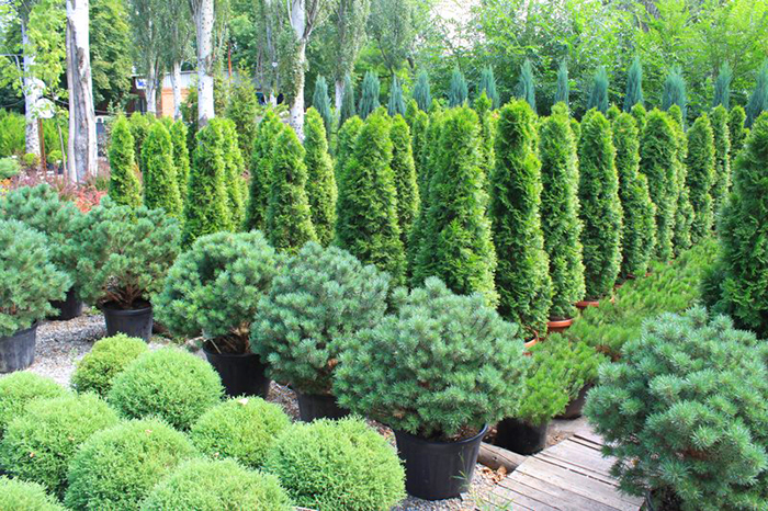 Питомник растений Green Edem ✔️ Интернет-магазин декоративных растений  Киев, Украина